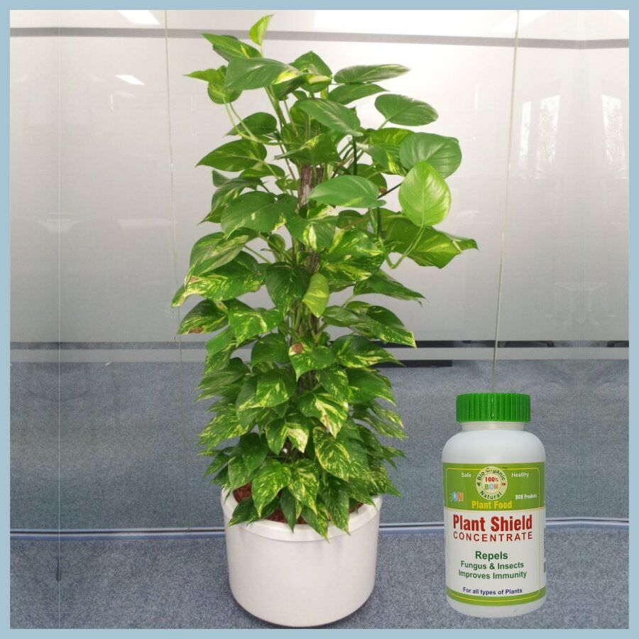 Impact-of-BON-on-Mony-plant Plant Shield Concentrate Jannat Nursery)img